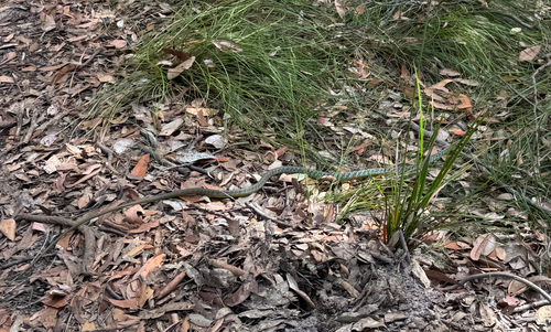 Common Tree Snake sighting