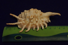Lambis millepeda