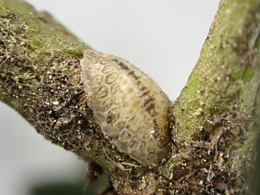 Umbonichiton pellaspis