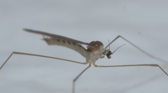 Gonomyia