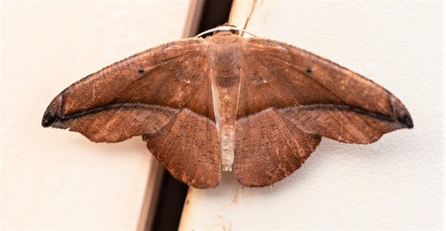 Astatomorpha virgulataria
