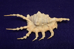 Lambis scorpius
