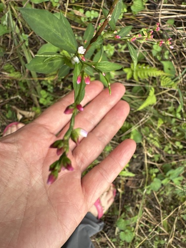 Persicaria pubescens iNat (3)