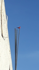 Pyrocephalus rubinus