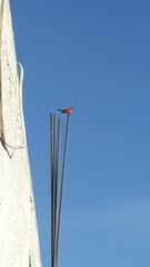 Pyrocephalus rubinus