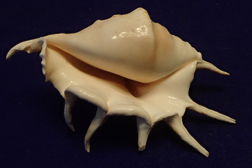 Common Spider Conch