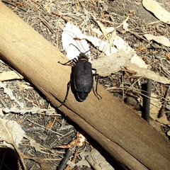 Acanthinodera cumingii