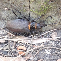 Acanthinodera cumingii