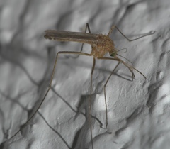 Culiseta melanura