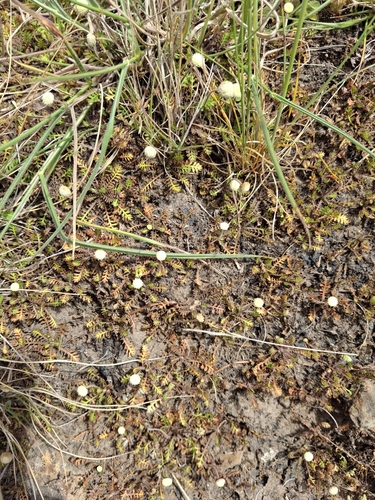 Leptinella minor, photograph 5