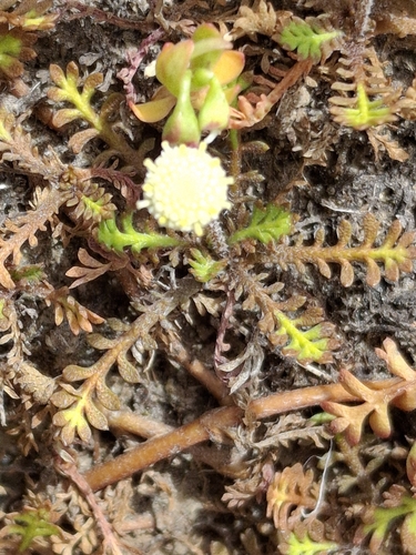 Leptinella minor, photograph 6
