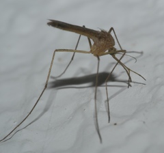 Culiseta melanura