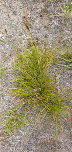 Carex devia (Carex devia)