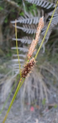 Carex devia