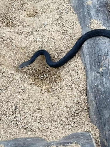 Eastern Brown Snake sighting