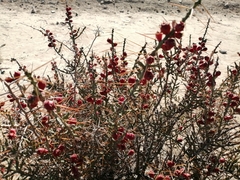 Cylindropuntia leptocaulis