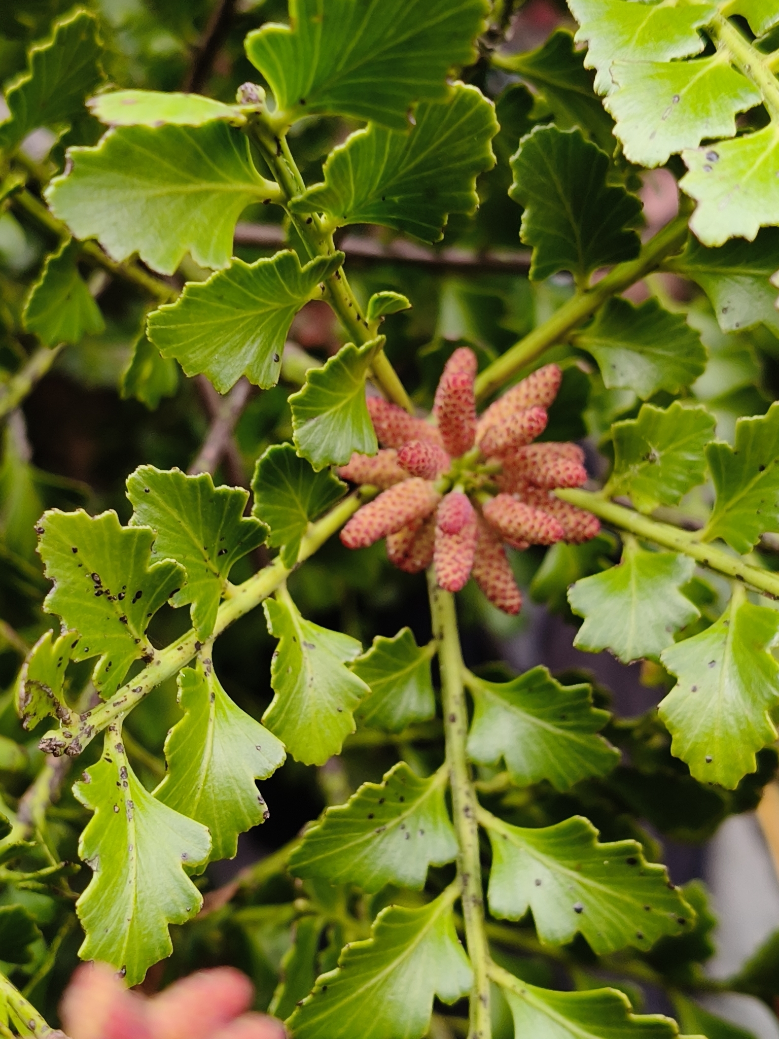 Phyllocladus trichomanoides