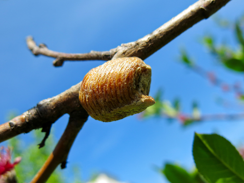 Hierodula