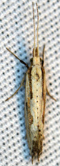 Plutella porrectella