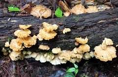Flabellophora