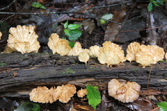 Flabellophora