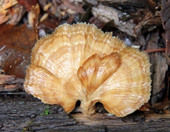 Flabellophora