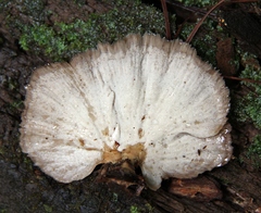 Flabellophora