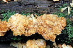 Flabellophora