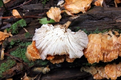 Flabellophora