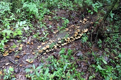 Flabellophora