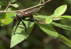 Laphria lata