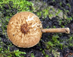Pluteus umbrosus