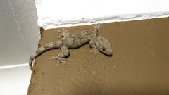 Homopholis walbergii