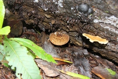 Pluteus umbrosus