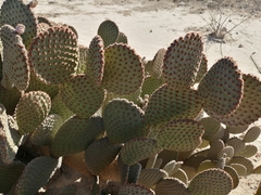 Opuntia microdasys