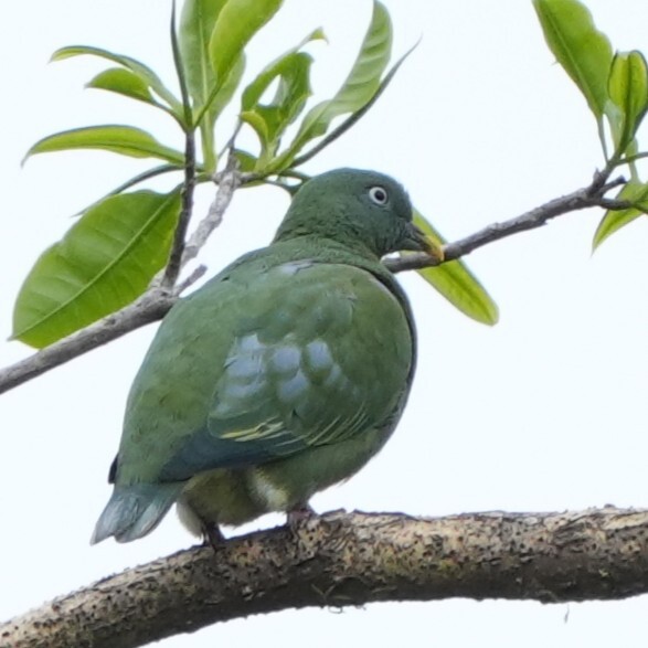 Orange-bellied Fruit Dove (Ptilinopus iozonus), photo 8