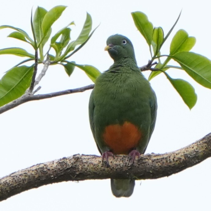 Orange-bellied Fruit Dove (Ptilinopus iozonus), photo 9