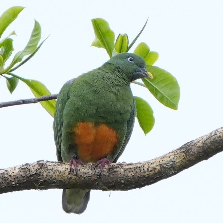Orange-bellied Fruit Dove (Ptilinopus iozonus), photo 10