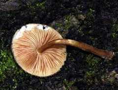 Pluteus umbrosus
