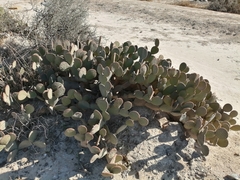 Opuntia microdasys