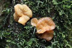Leotiomycetes