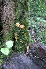 Leotiomycetes