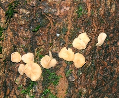 Leotiomycetes