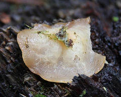 Leotiomycetes