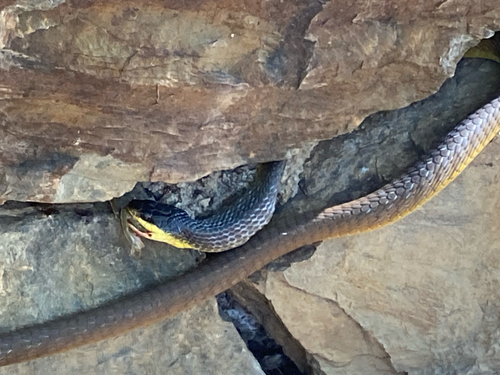 Common Tree Snake sighting