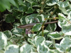 Trachylepis sechellensis