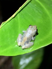 Pristimantis ventrimarmoratus