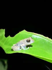 Pristimantis ventrimarmoratus