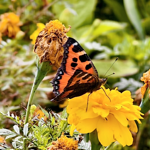 Small Tortoiseshell