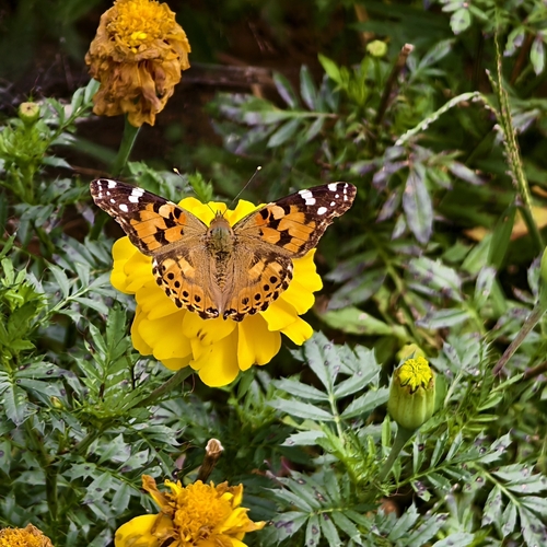 Painted Lady